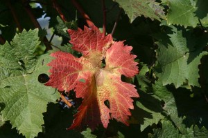 Rote Blätter sind bei Dornfelder häufig zu sehen (JS)